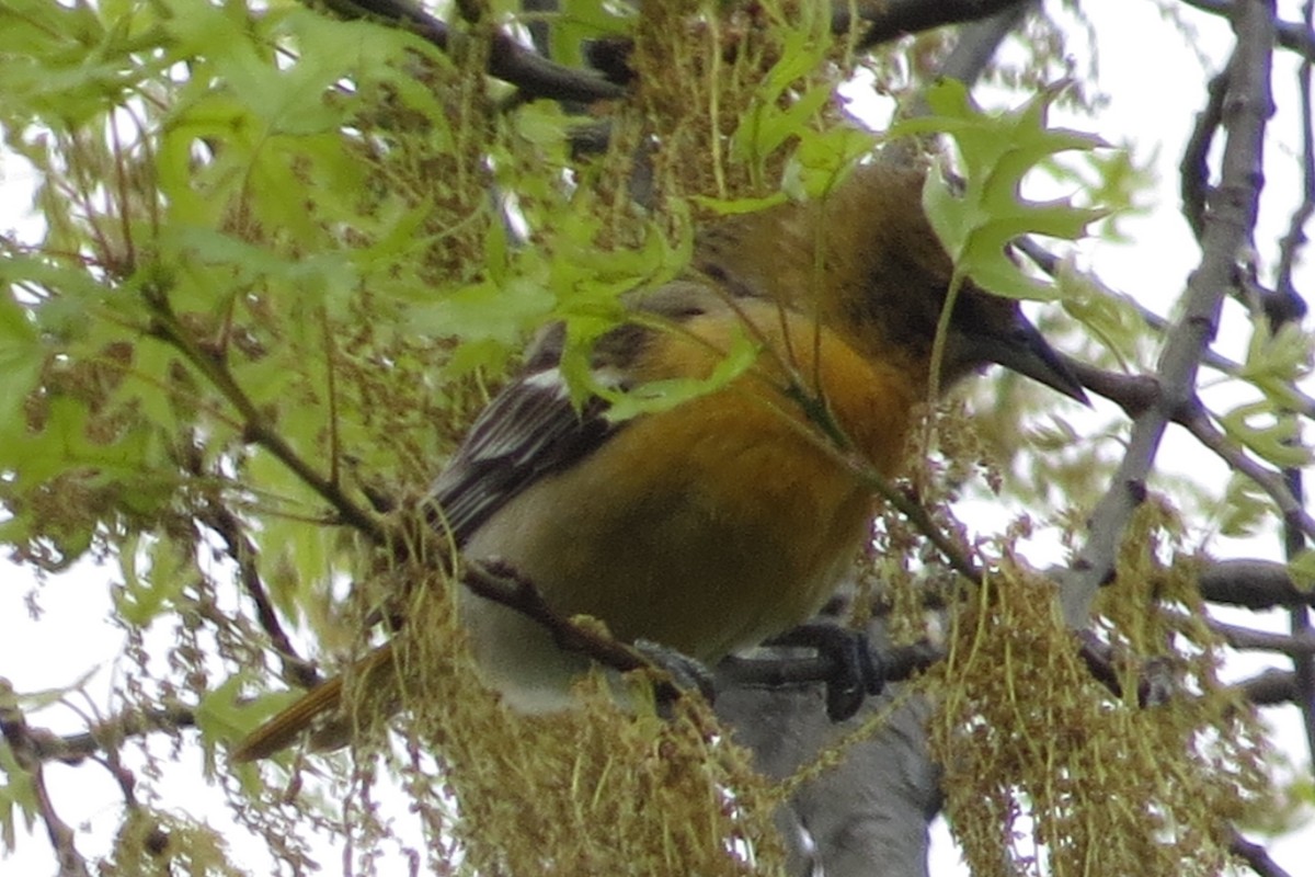 Baltimore Oriole - ML332828111