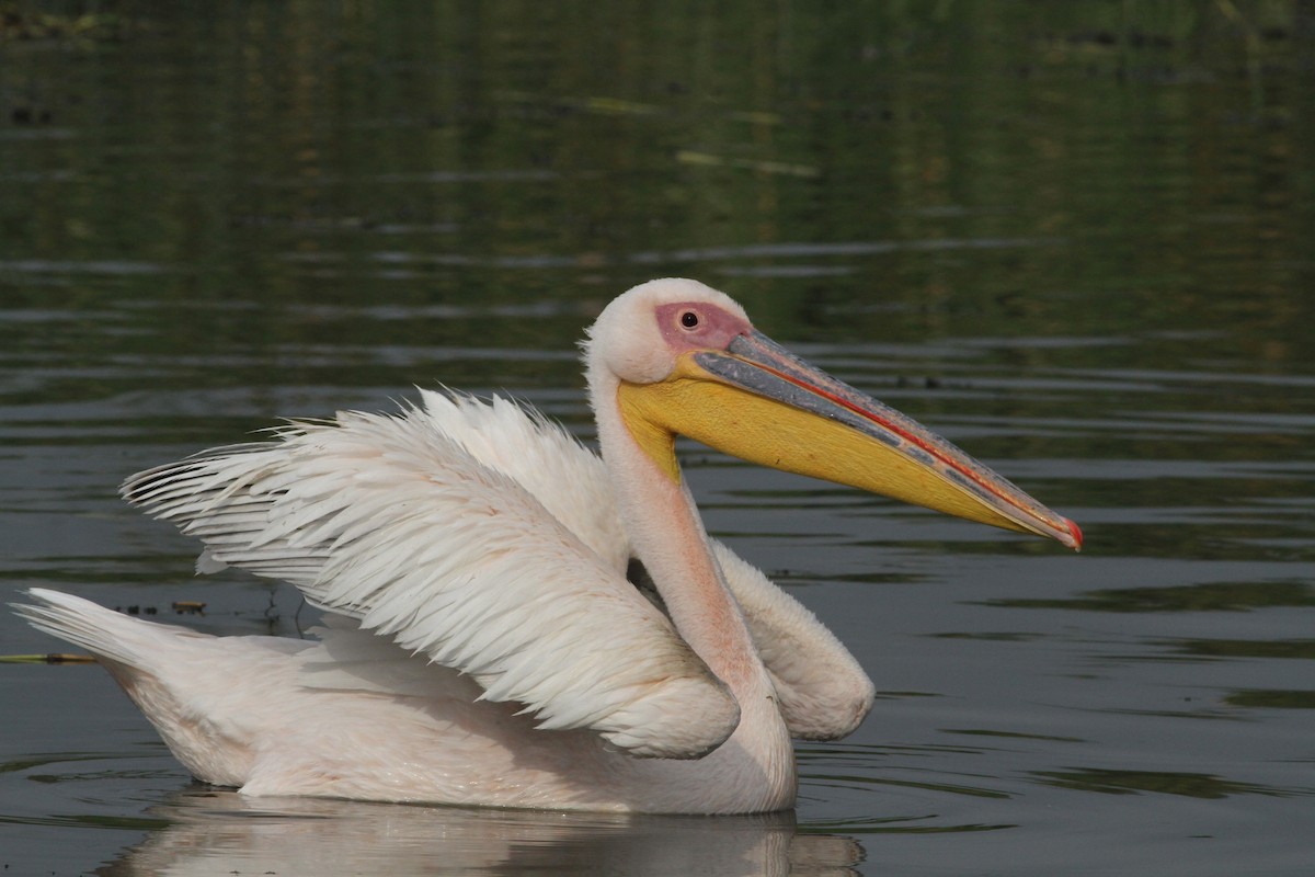 Great White Pelican - ML332829051