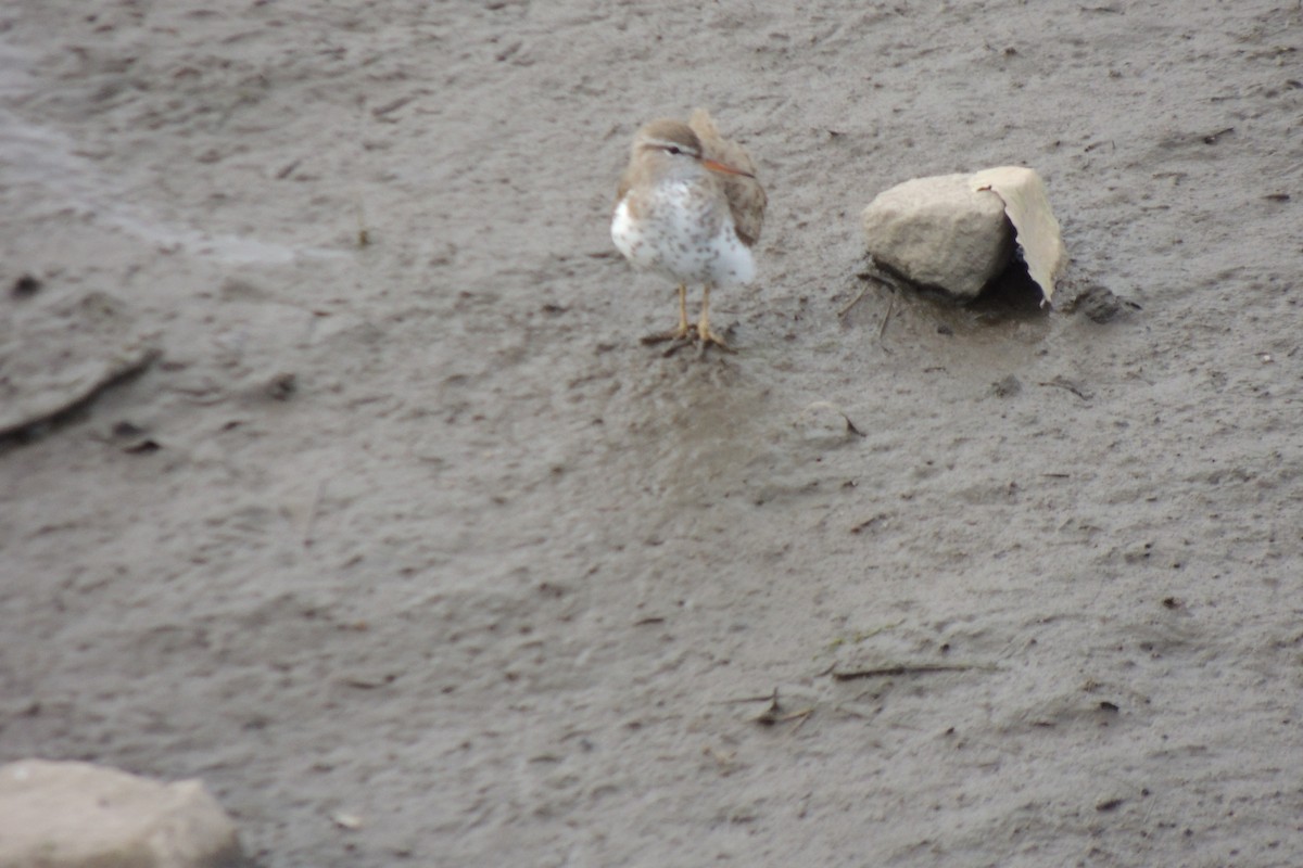 Spotted Sandpiper - ML332829151