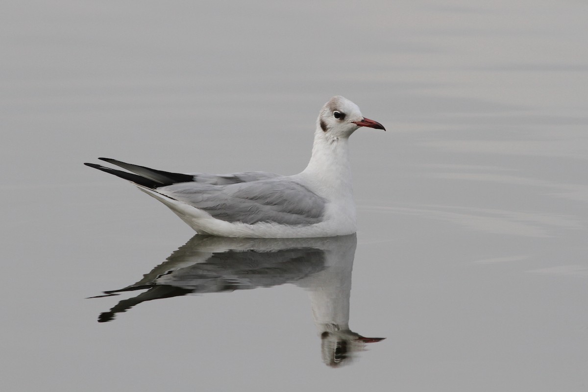 Black-headed Gull - ML332829441