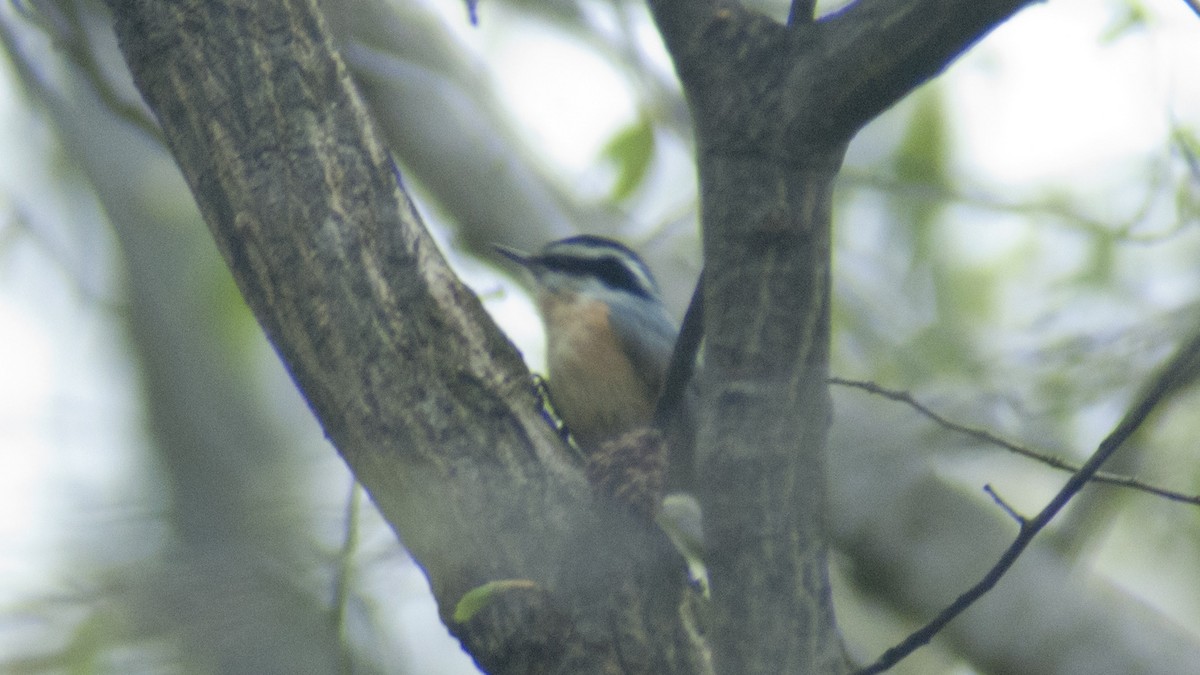 Red-breasted Nuthatch - ML332831281