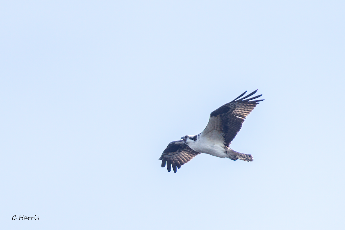 Osprey - ML332831441