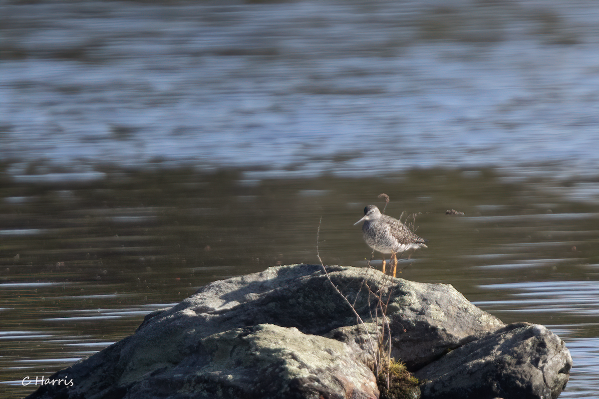 Lesser Yellowlegs - ML332831521