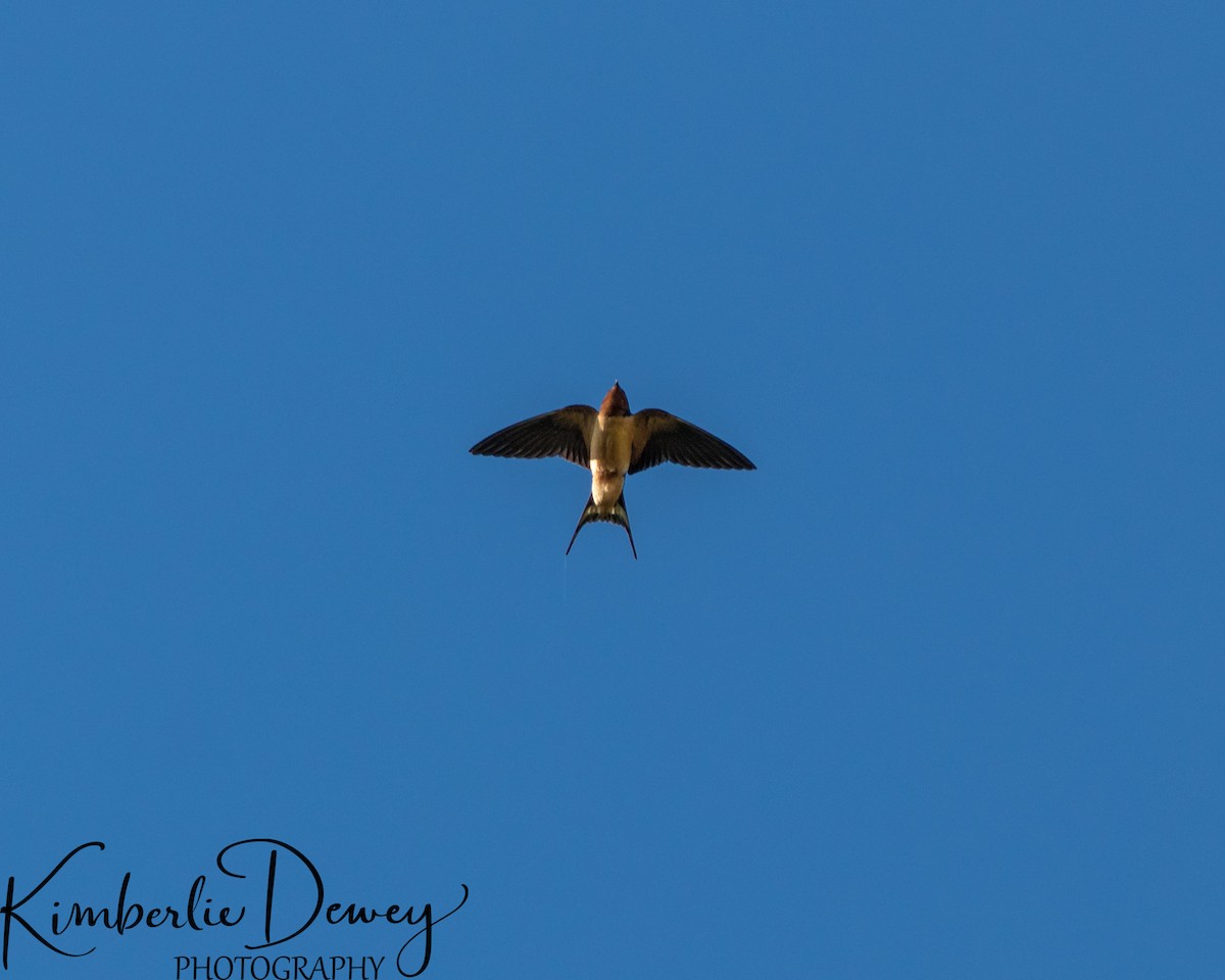 Barn Swallow - ML332831571