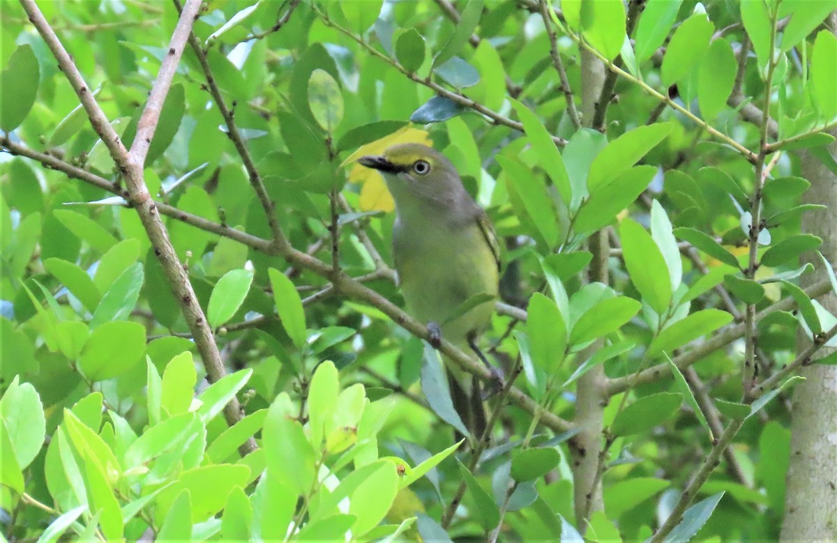 White-eyed Vireo - Cody Ensanian