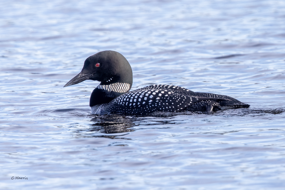 Common Loon - ML332831661