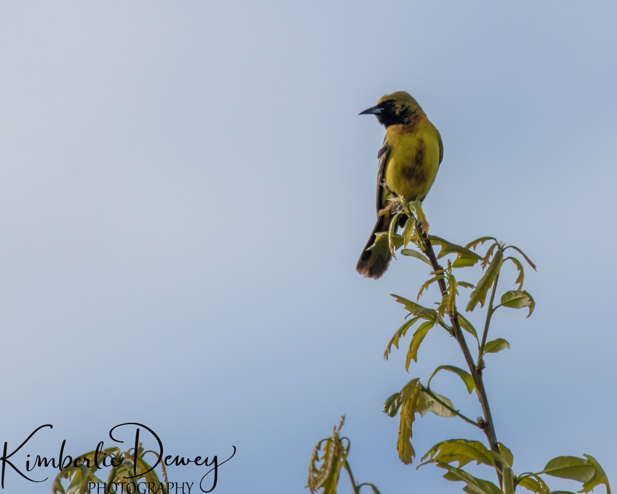 Oriole des vergers - ML332831831