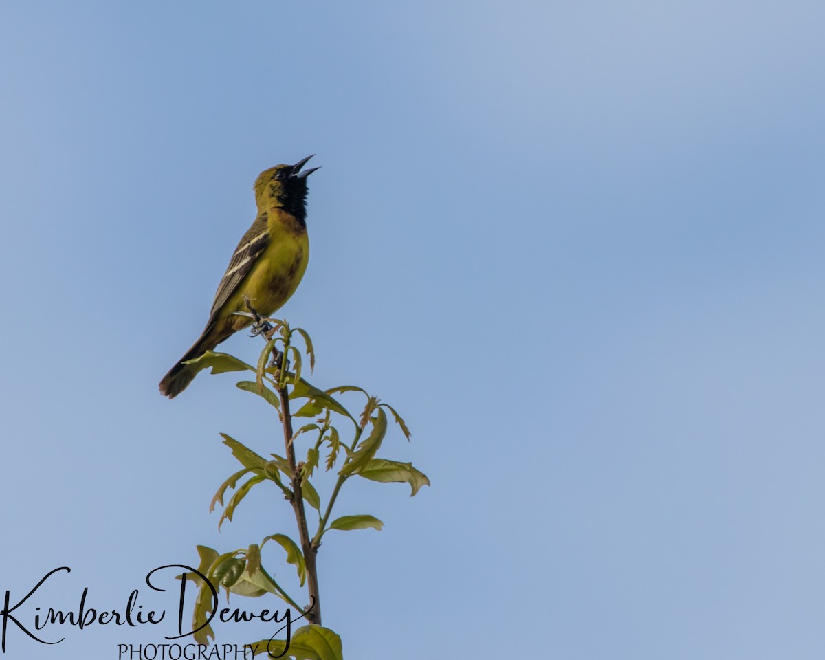 Orchard Oriole - ML332831841