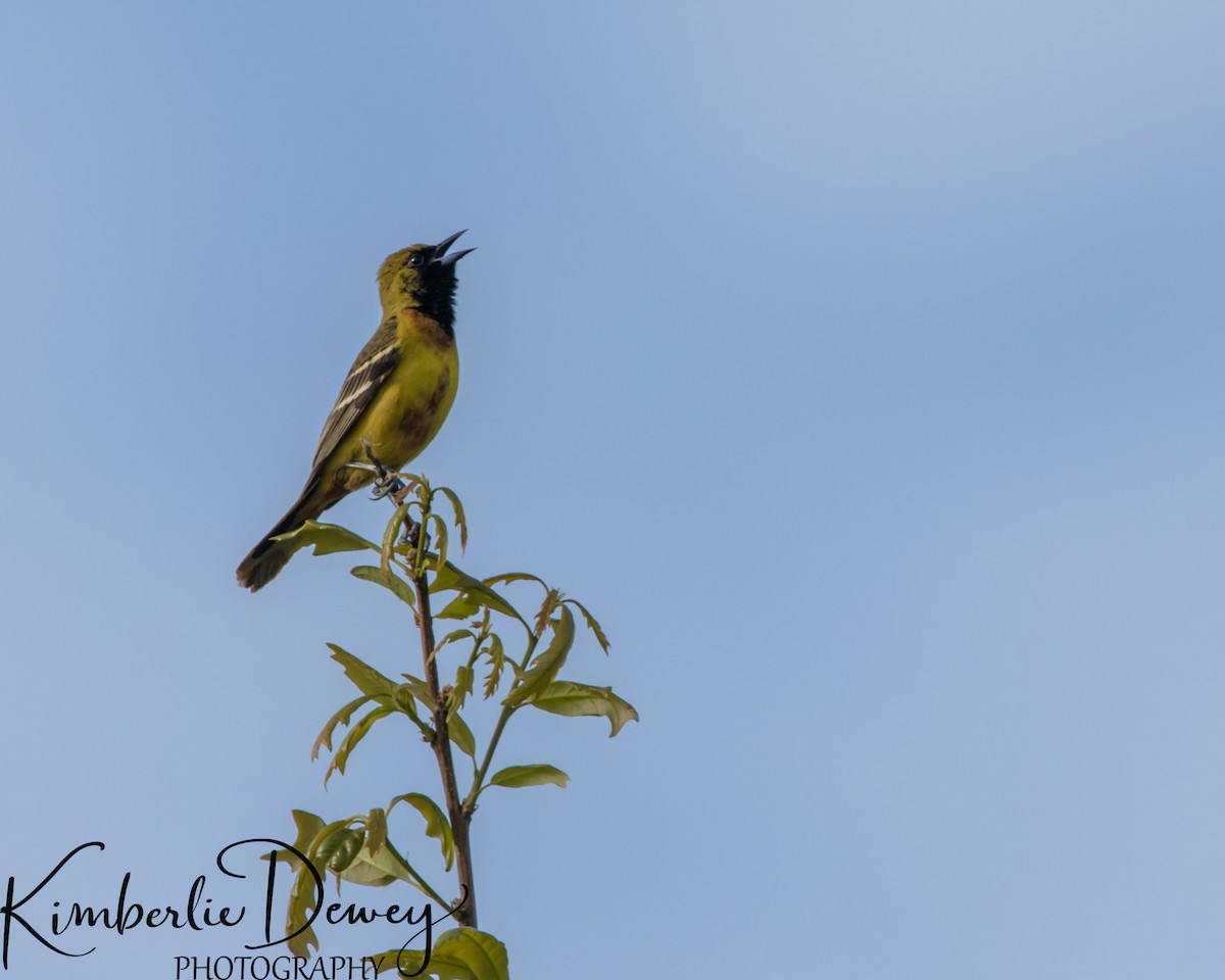 Oriole des vergers - ML332831841