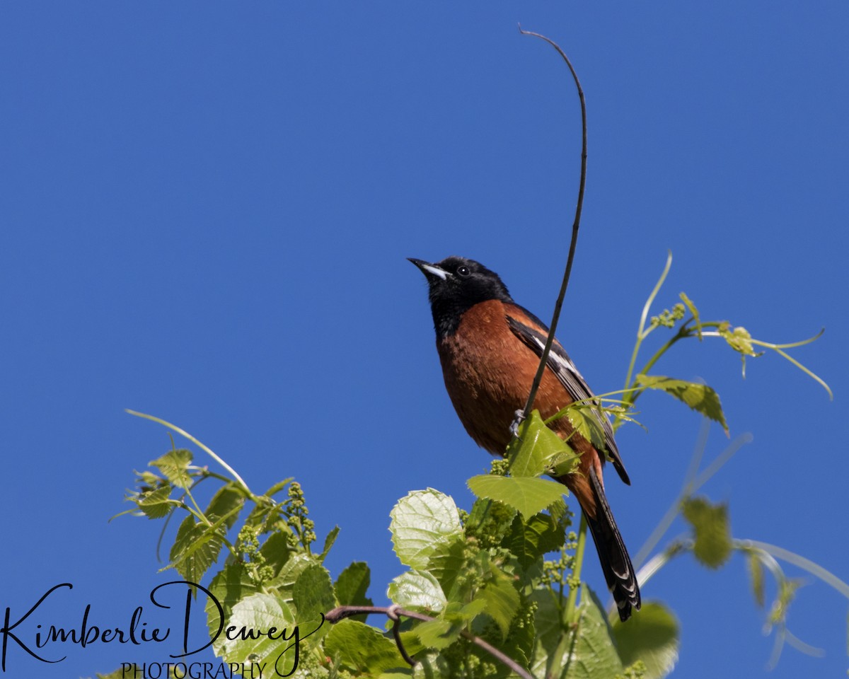 Orchard Oriole - ML332831851