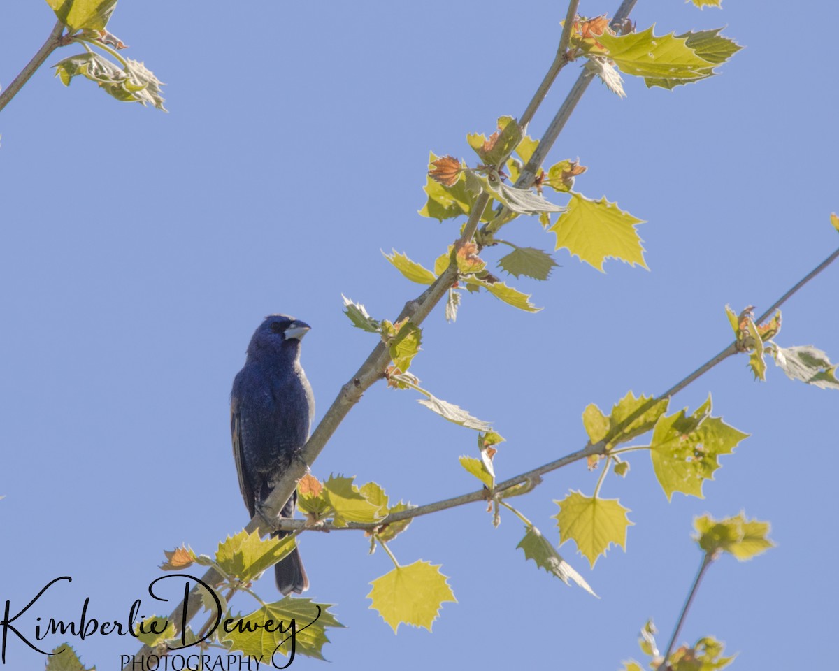 Blue Grosbeak - ML332832071