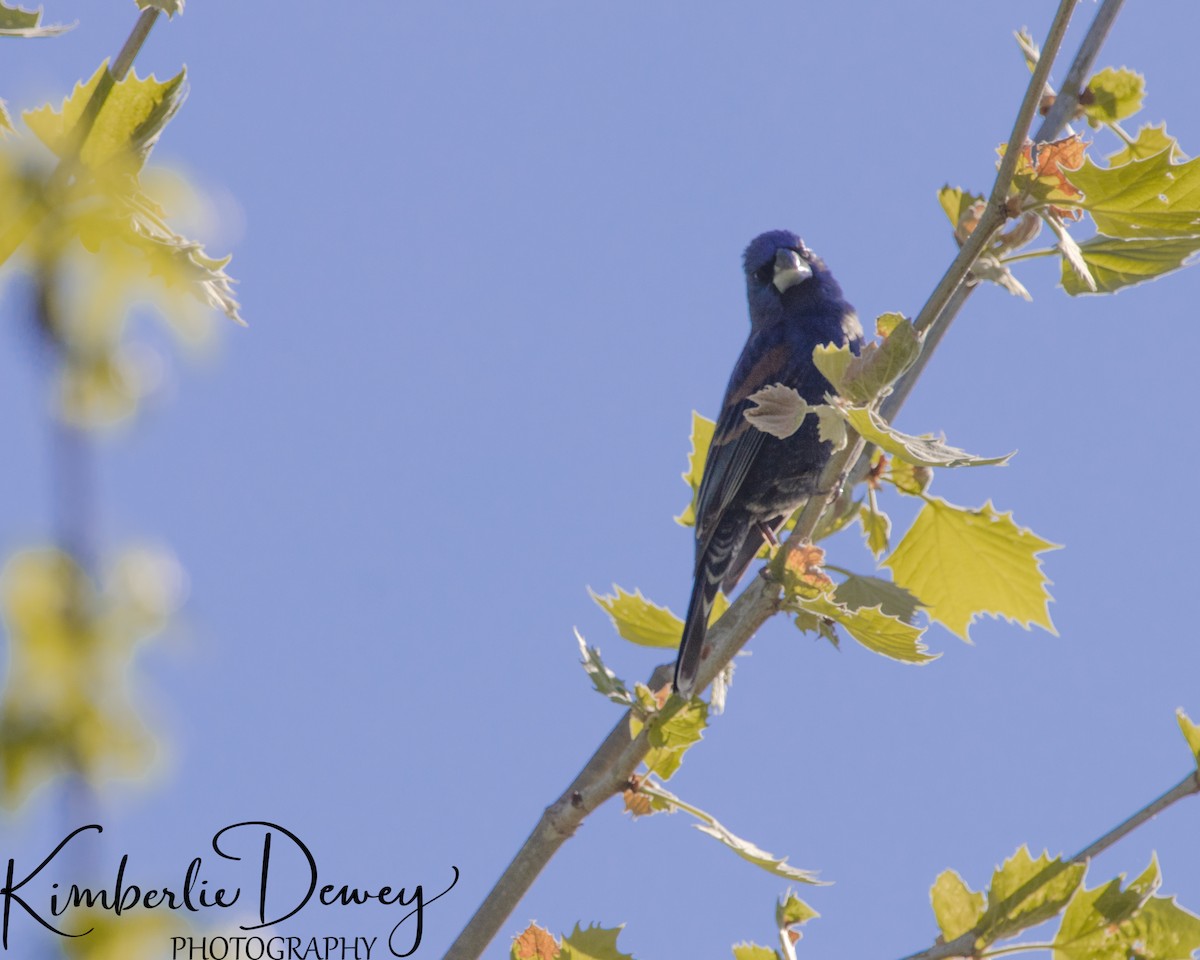 Blue Grosbeak - ML332832081