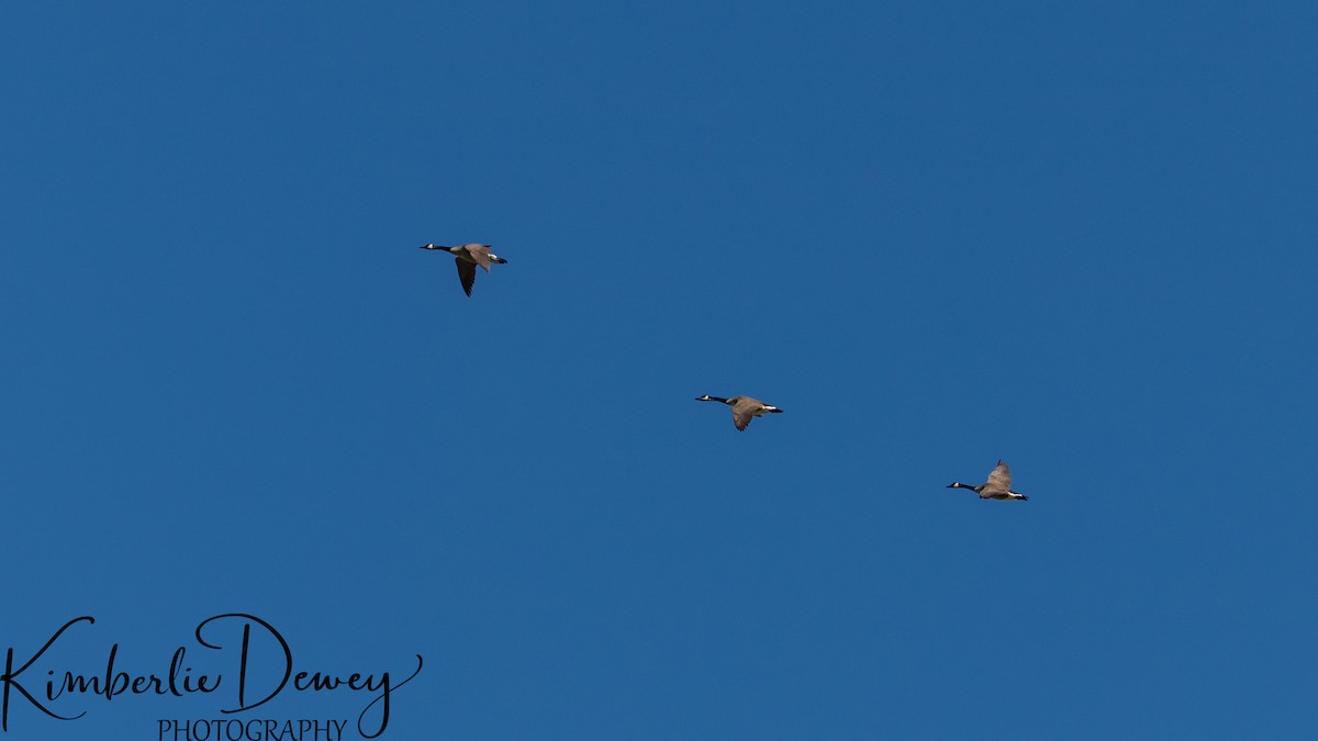 Canada Goose - ML332832341