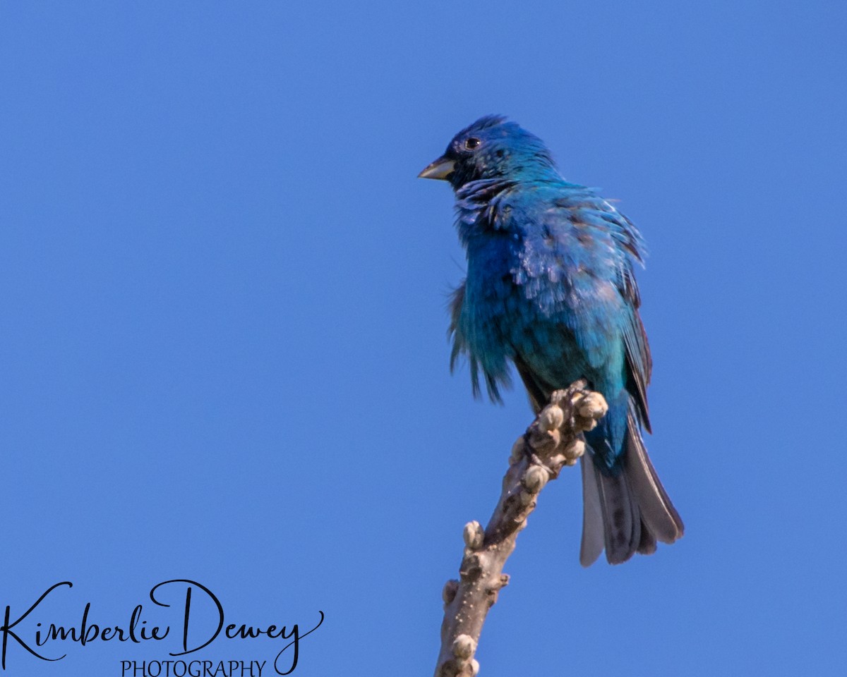 Indigo Bunting - ML332832401