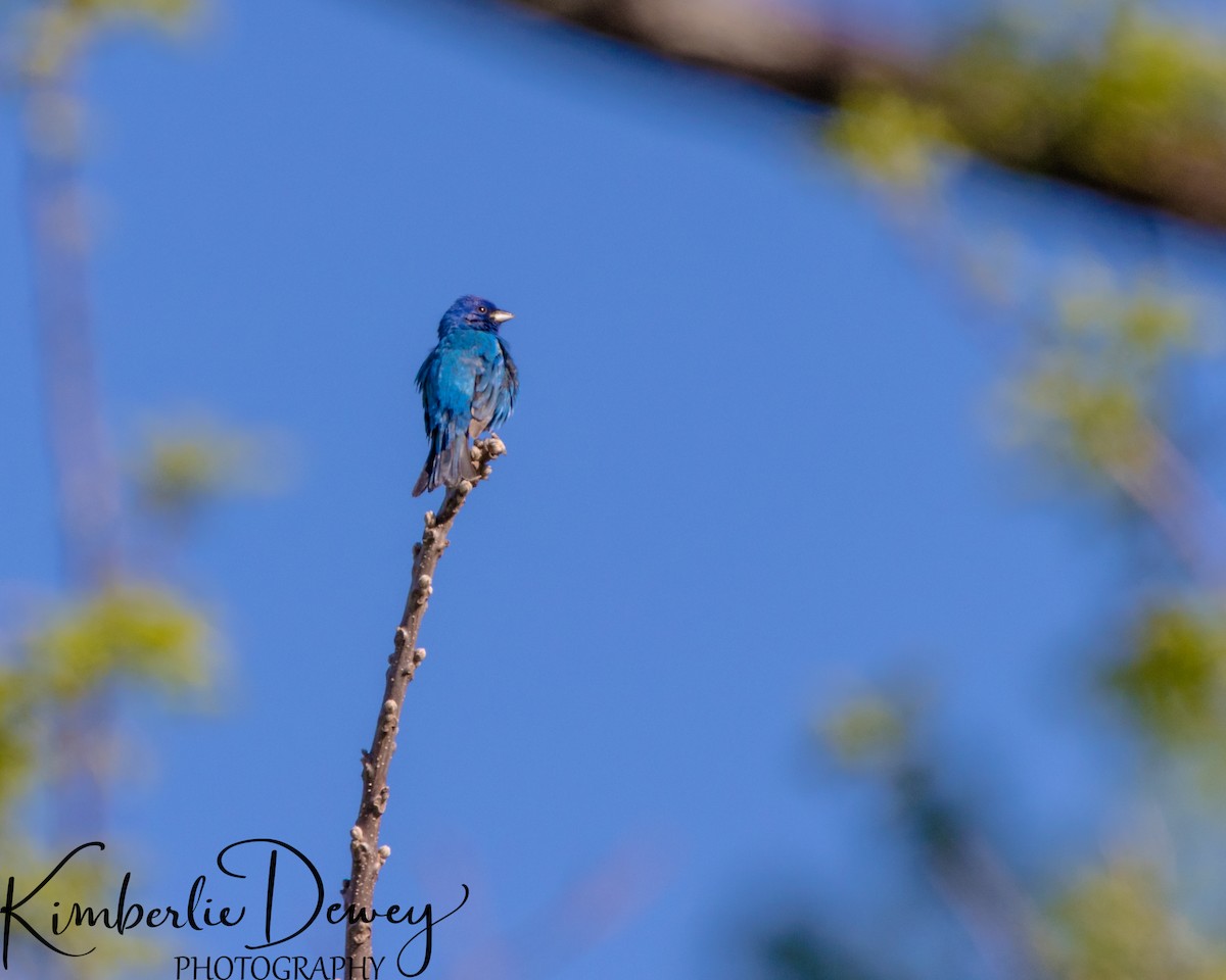 Indigo Bunting - ML332832931