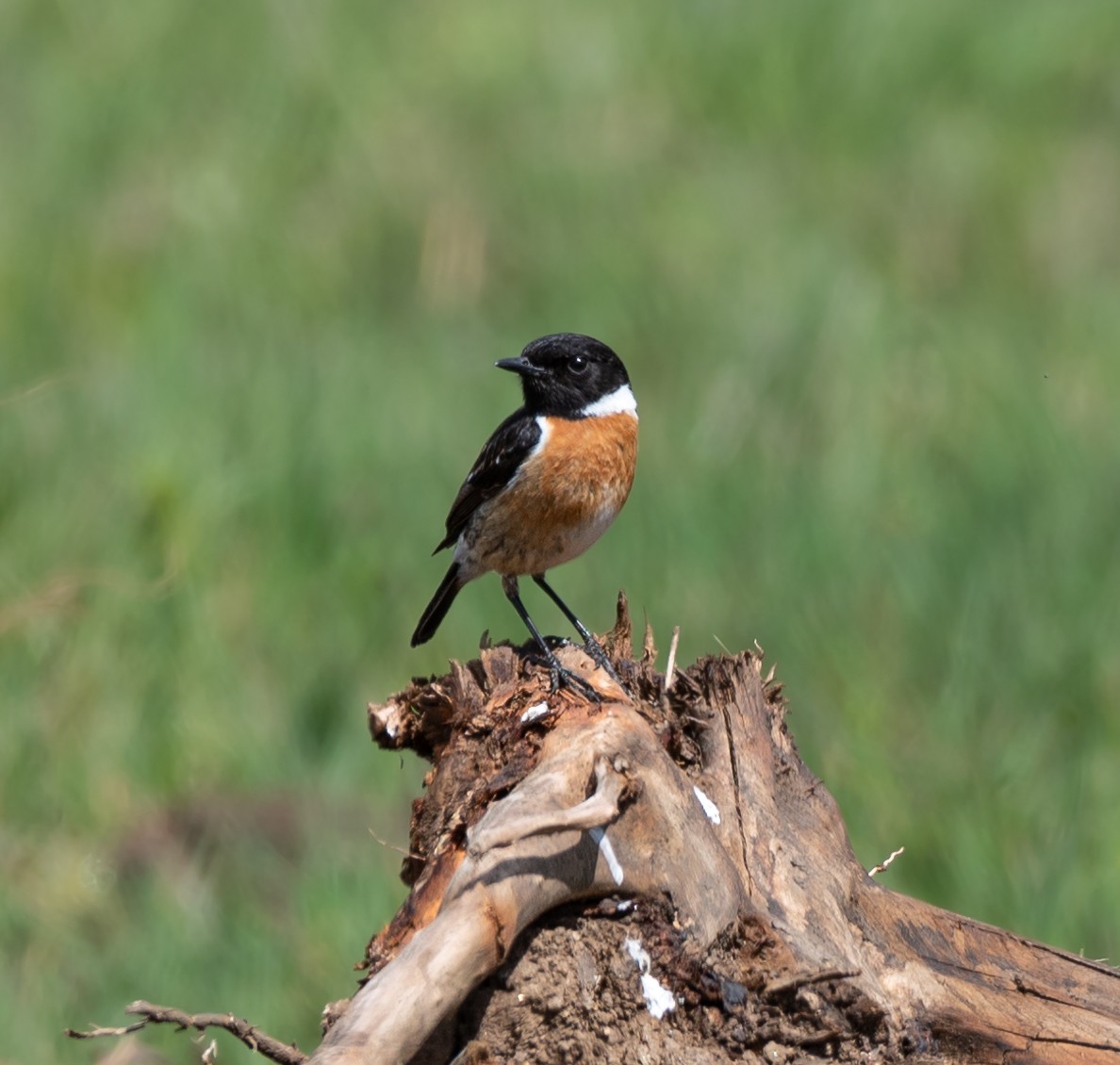 European Stonechat - ML332833401