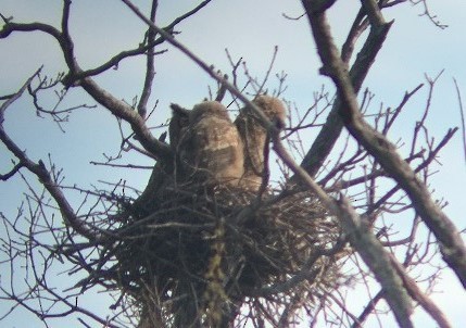 Great Horned Owl - ML332833471