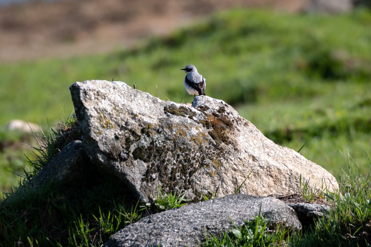 Northern Wheatear - ML332833571