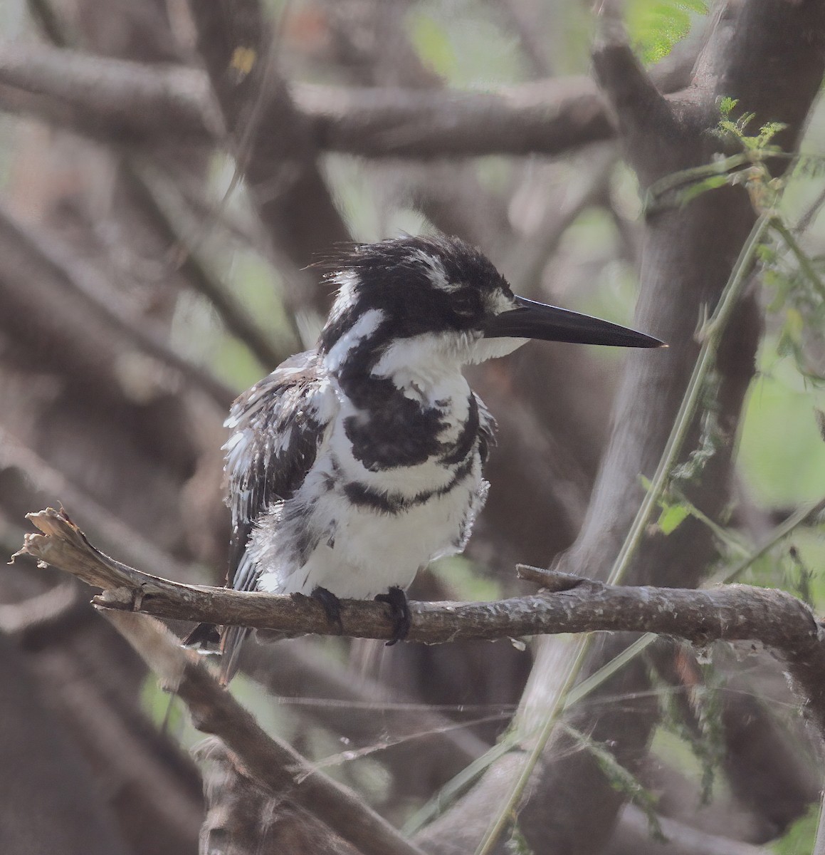 Pied Kingfisher - Phil Hyde