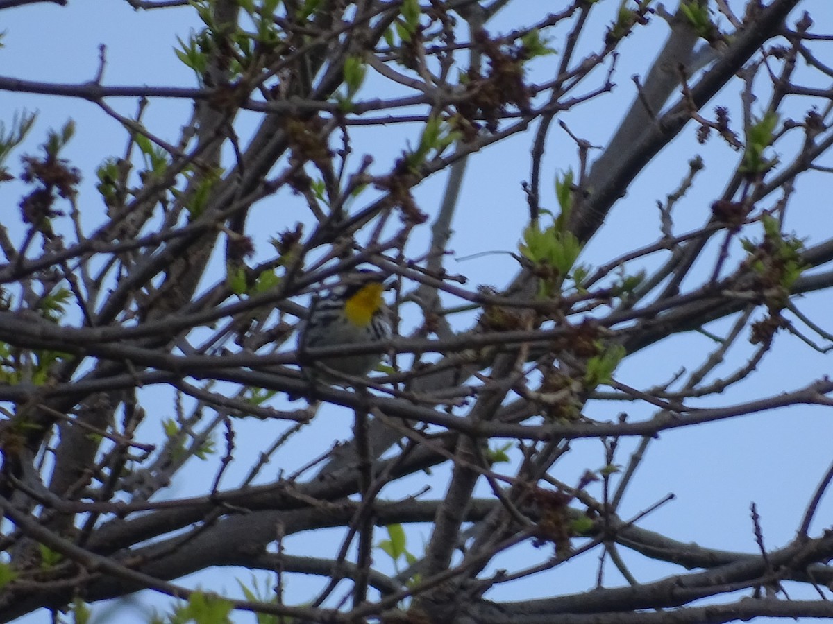 Yellow-throated Warbler - Tony Nowak