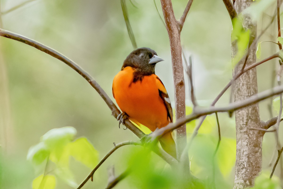 Baltimore Oriole - ML332834931