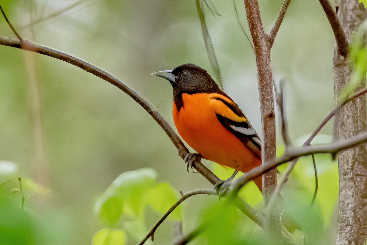 Baltimore Oriole - ML332834941