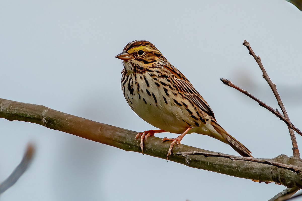 Savannah Sparrow - ML332835071