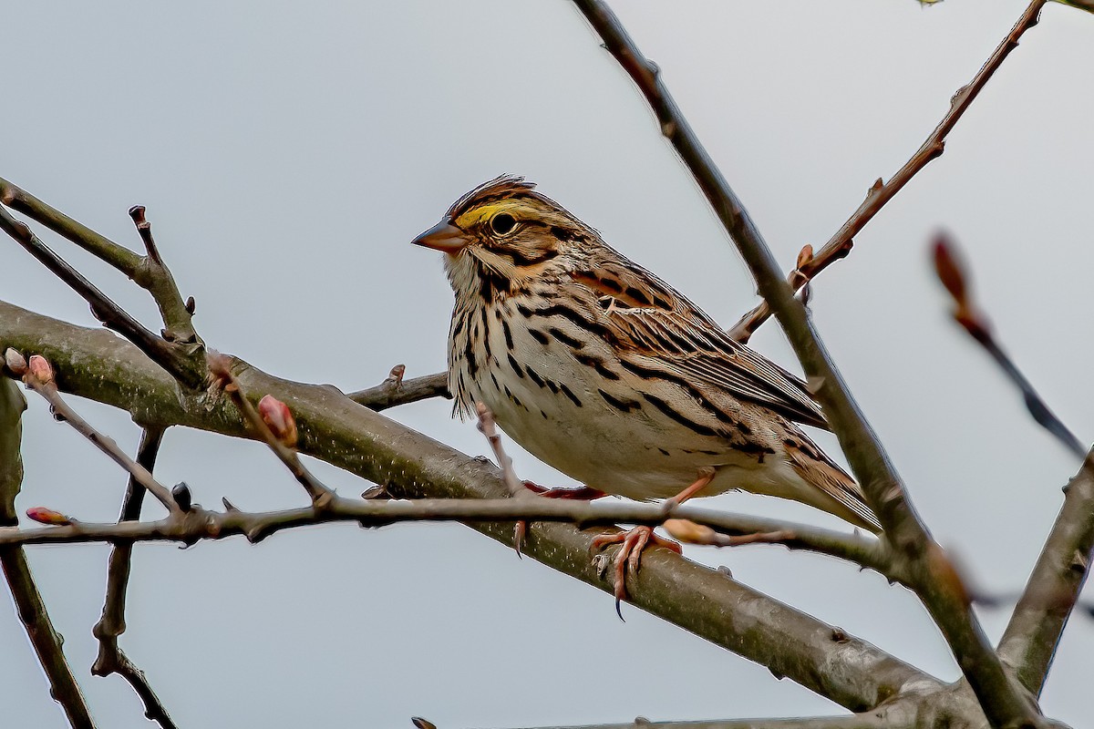 Savannah Sparrow - ML332835081