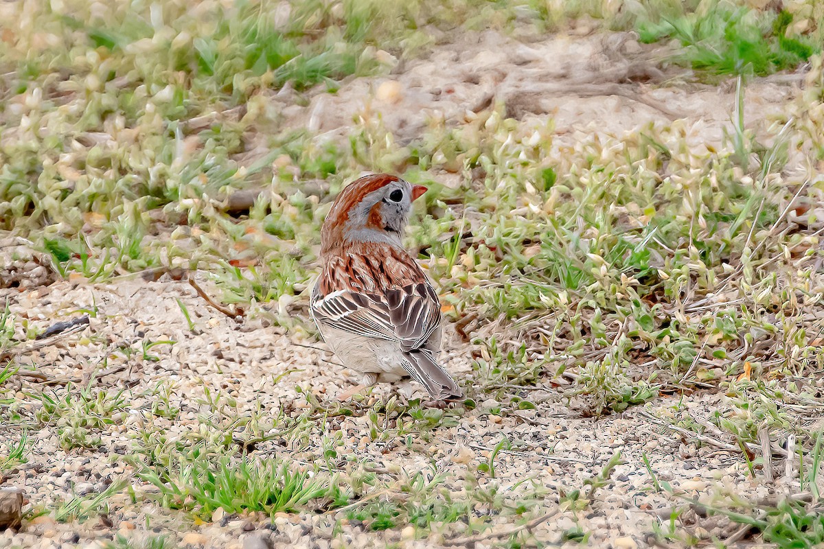 Field Sparrow - ML332835481