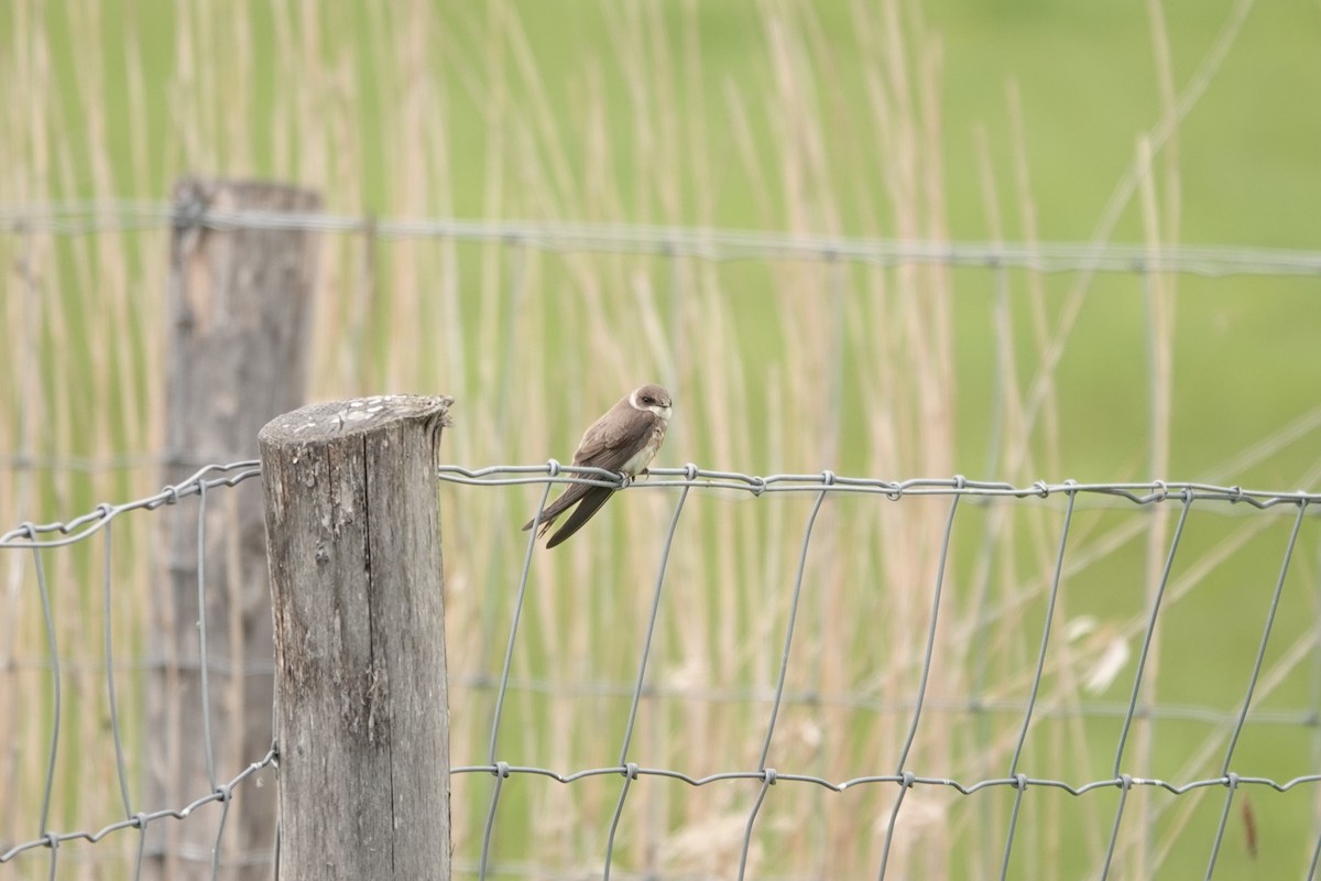 Bank Swallow - ML332838631