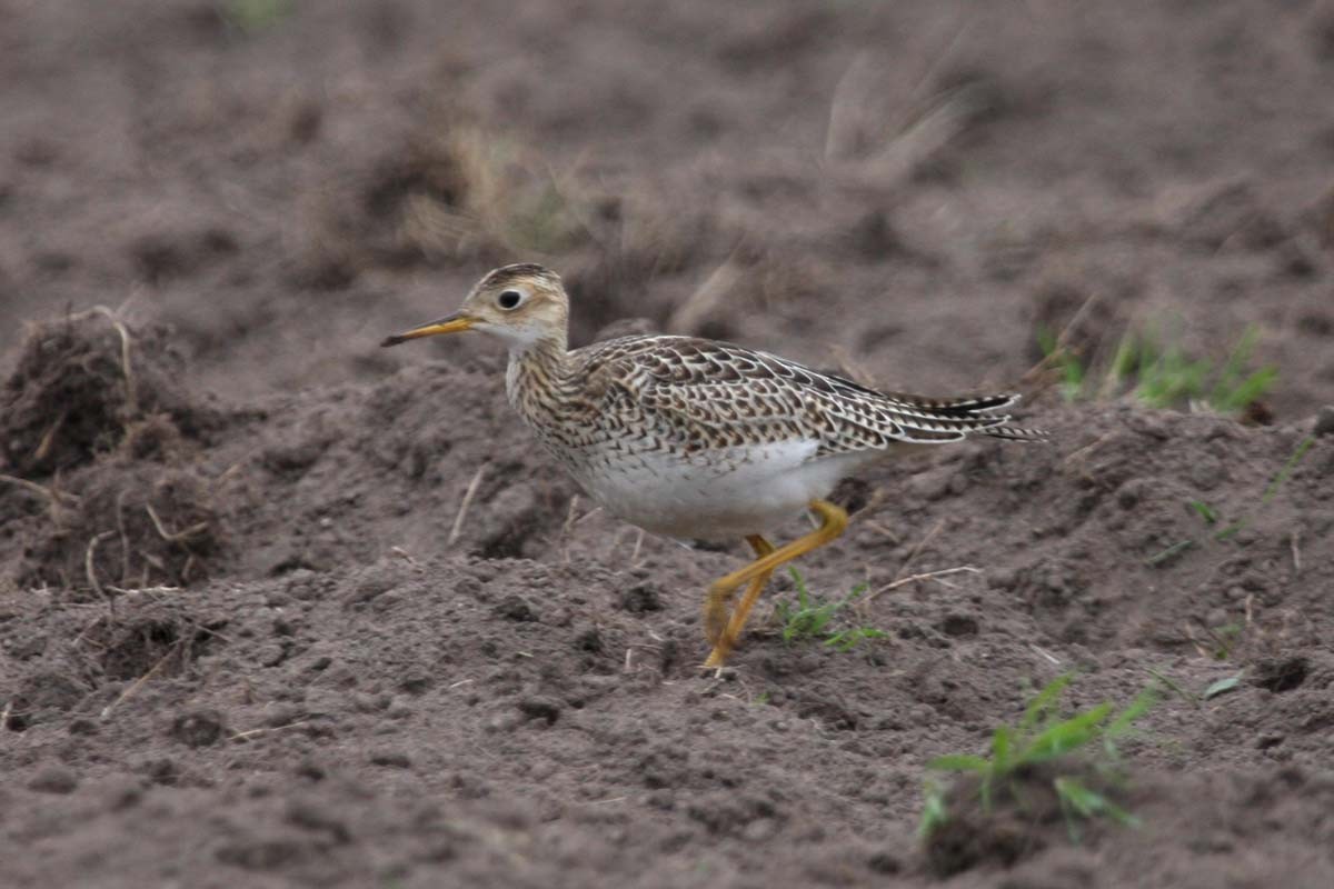 Upland Sandpiper - ML332838771