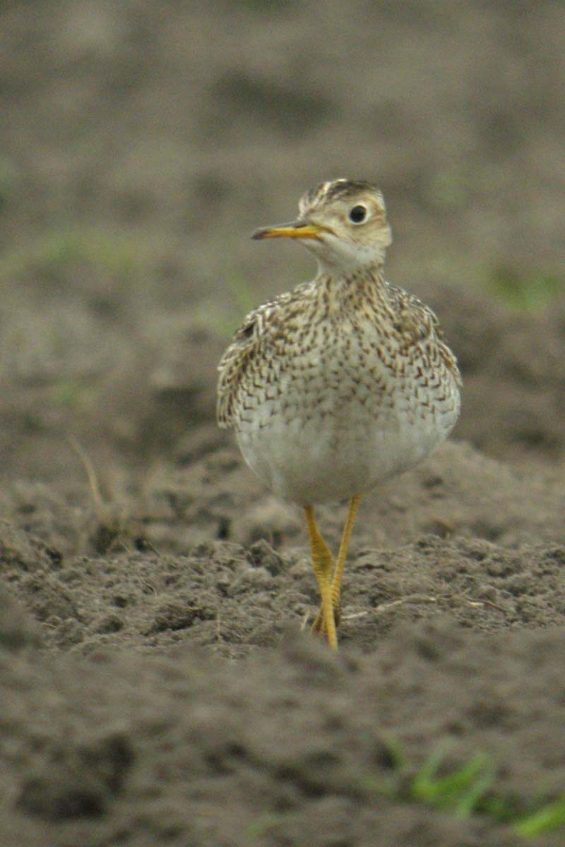 Upland Sandpiper - ML332838781