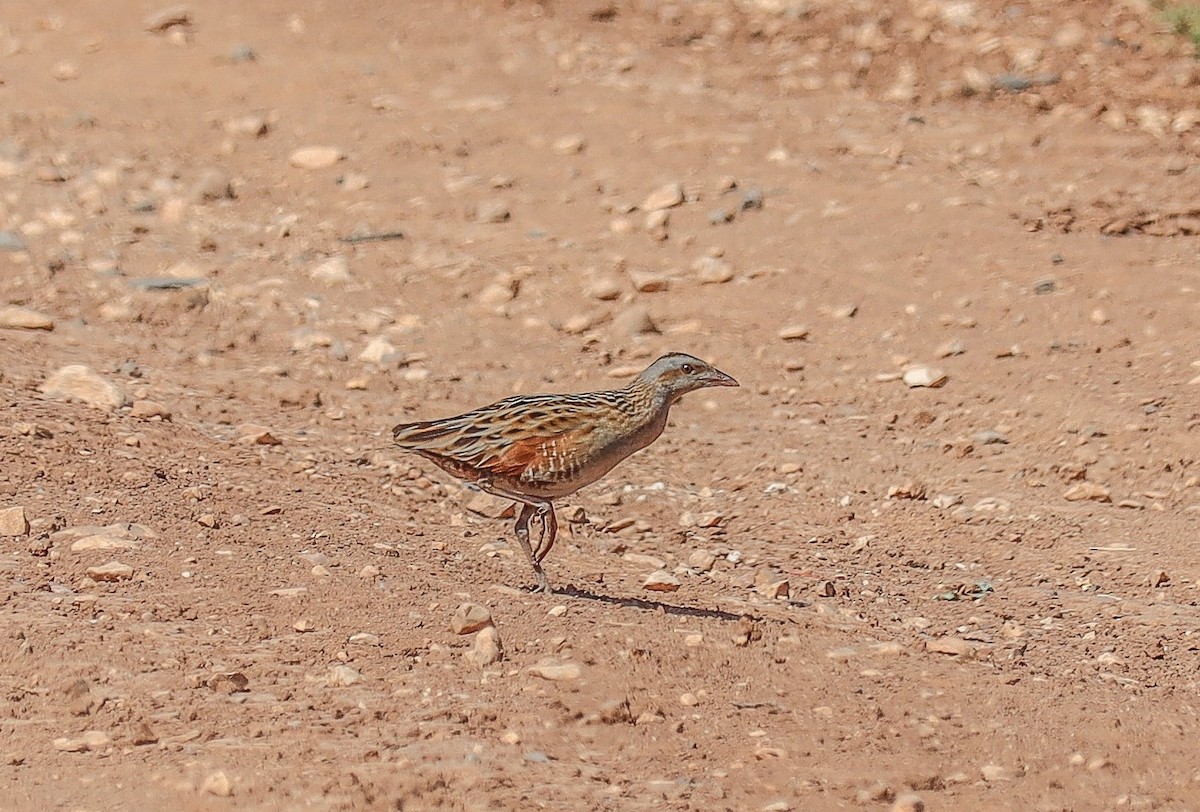 Corn Crake - ML332839971