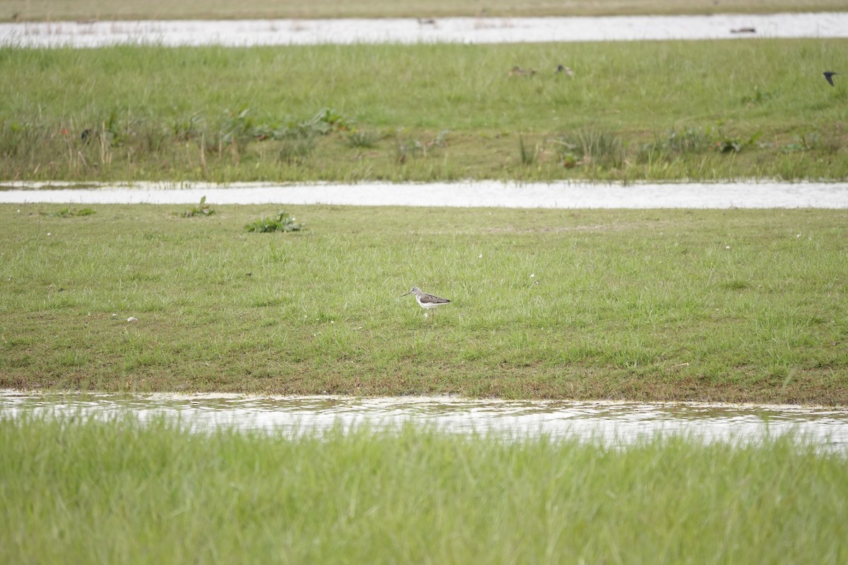 Common Greenshank - ML332840501