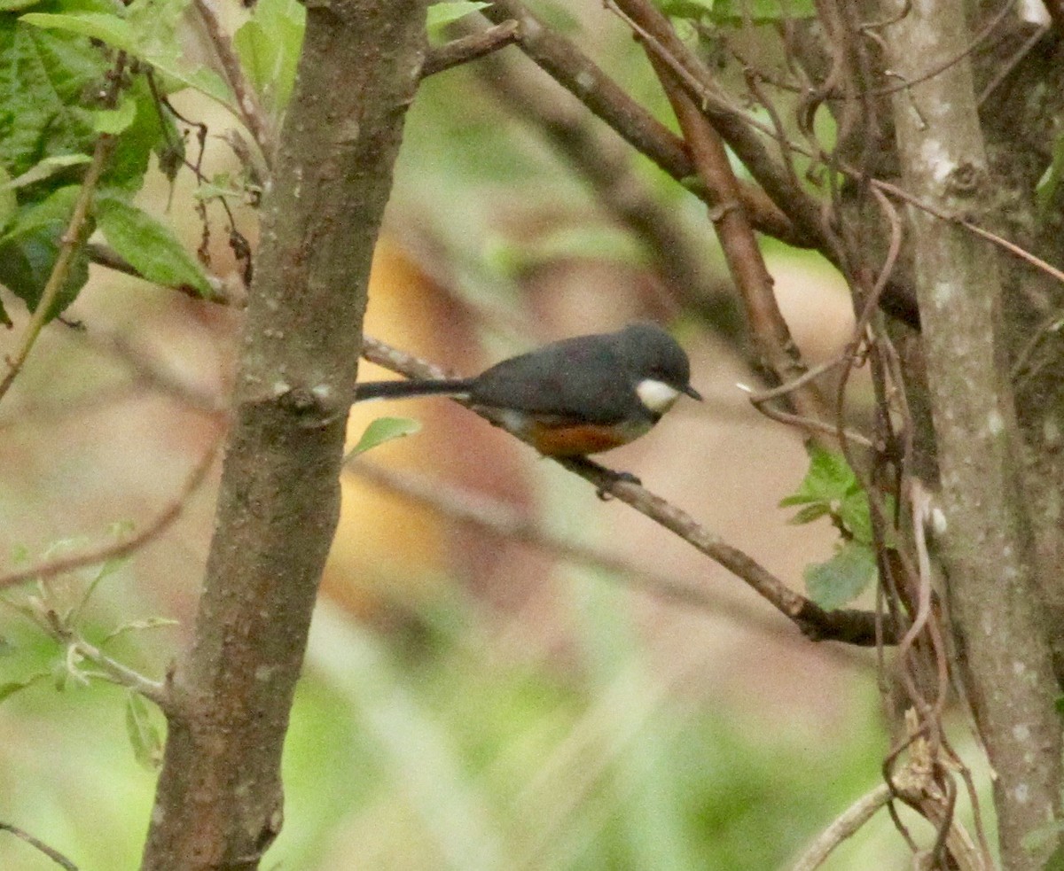 Apalis à col noir - ML332841241