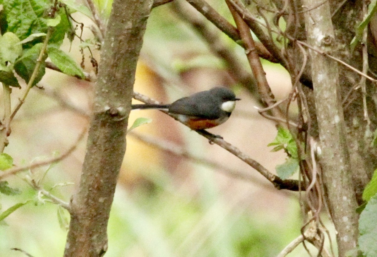 Black-collared Apalis - Connie Lintz