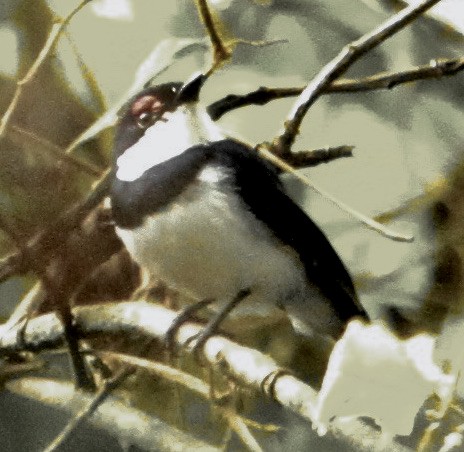 Banded Wattle-eye - Connie Lintz