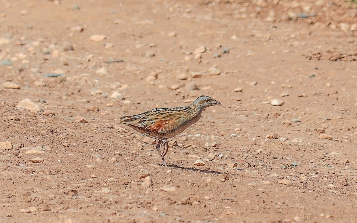 Corn Crake - ML332842141