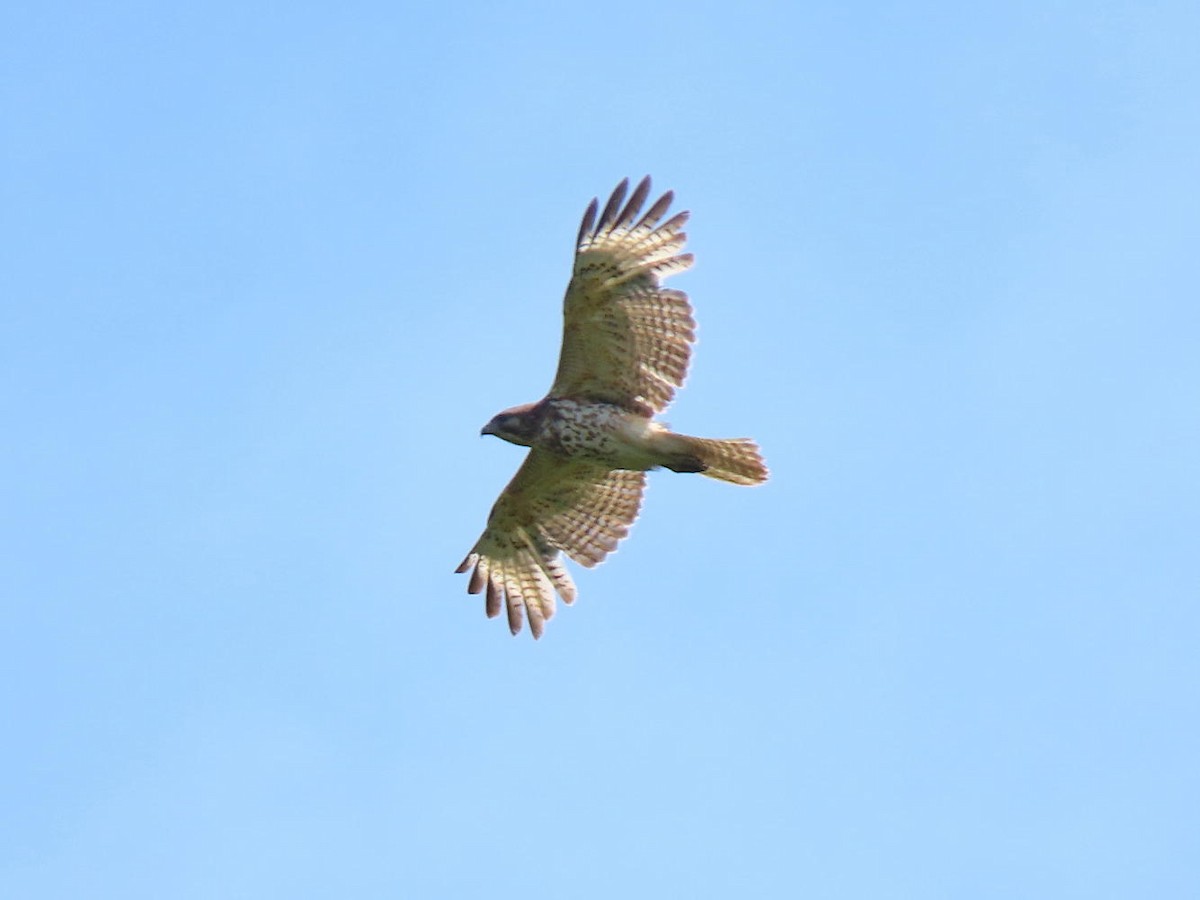 Red-shouldered Hawk - ML332842311