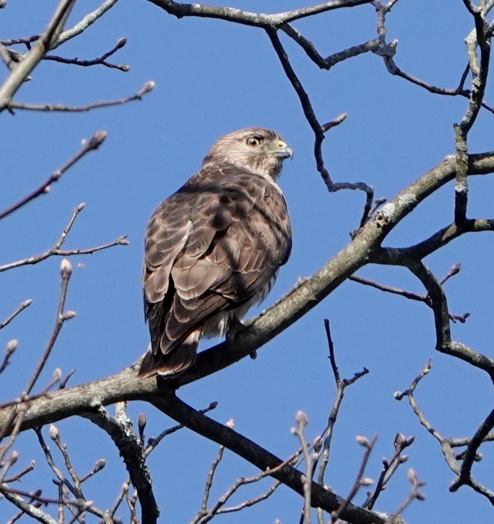 Broad-winged Hawk - ML332843191