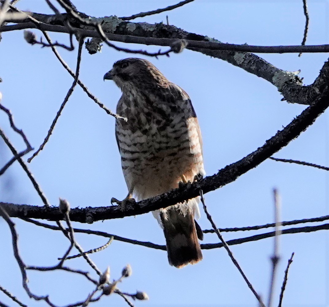 Broad-winged Hawk - ML332843211