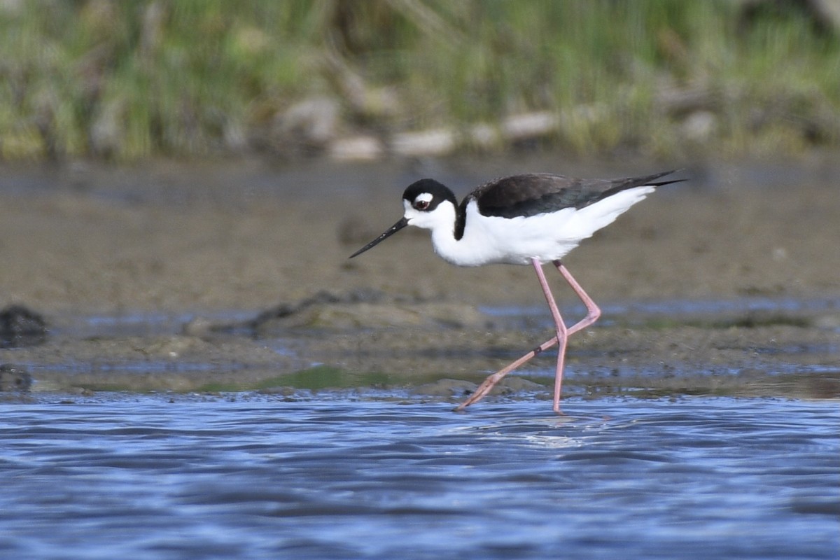 Black-necked Stilt - ML332844251