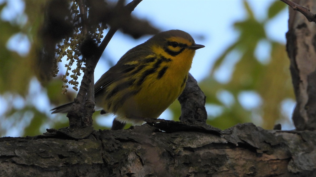 Rotmantel-Waldsänger - ML332845841