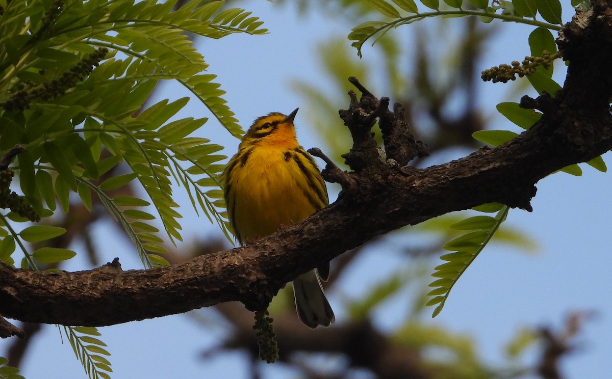 Prairie Warbler - Vincent Koczurik