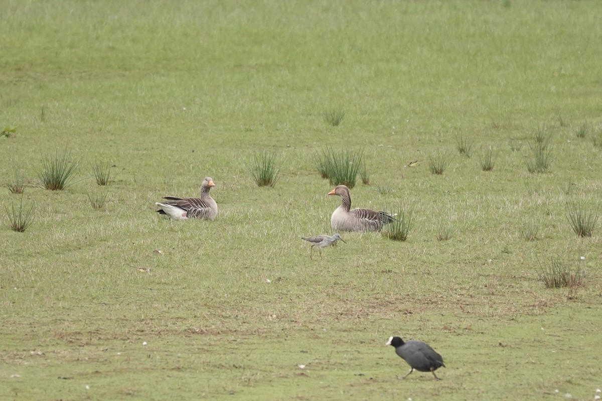 Graylag Goose - Ronald de Mol