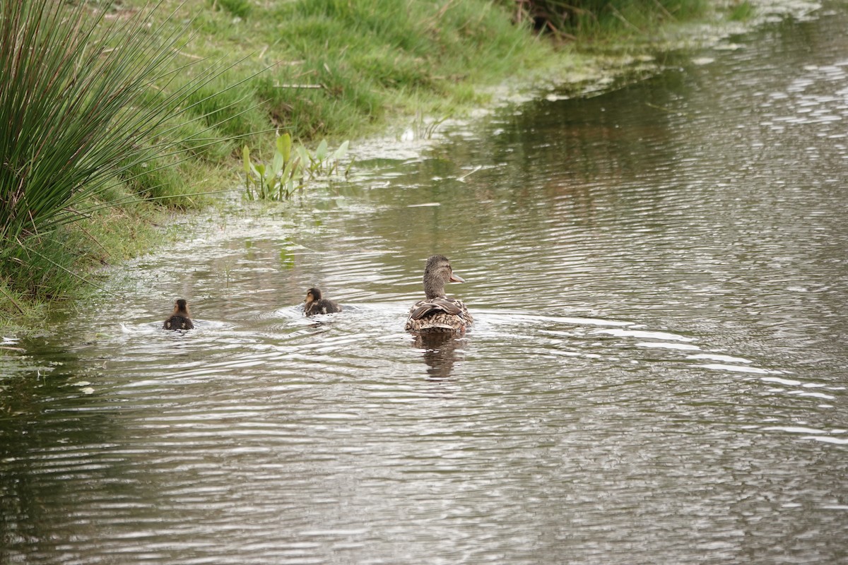 Canard colvert - ML332847431