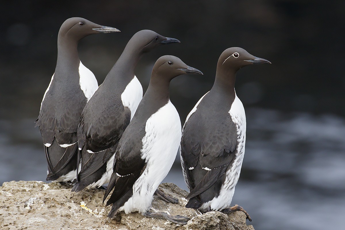 Common Murre - Yann Kolbeinsson