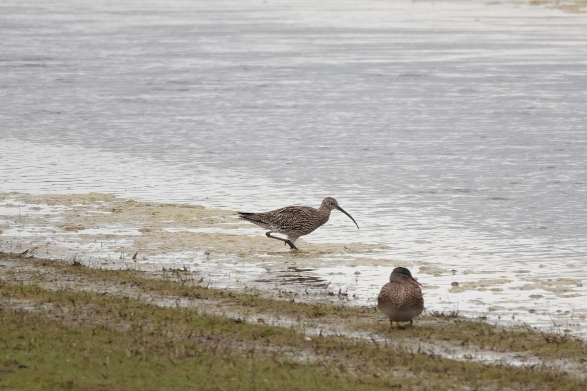 Eurasian Curlew - Ronald de Mol