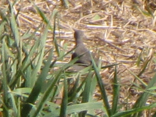 Spotted Sandpiper - ML33284851