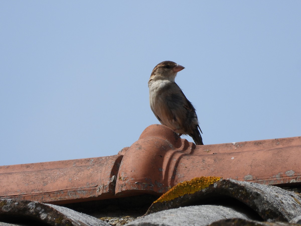 Italian Sparrow - ML332848811